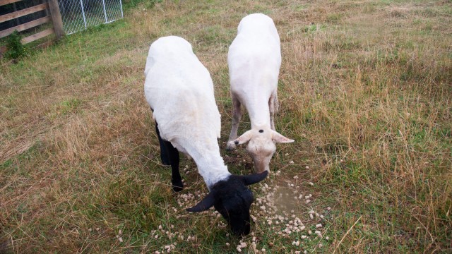 The volume of the suffolk sheep was reduced by about 70% ;)