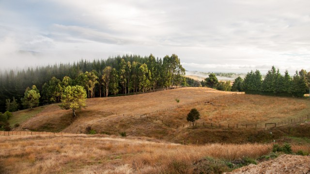 Mid summer landscape