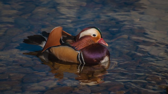 and to watch some magnificent ... ducks?