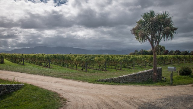 Roadside vinyard.