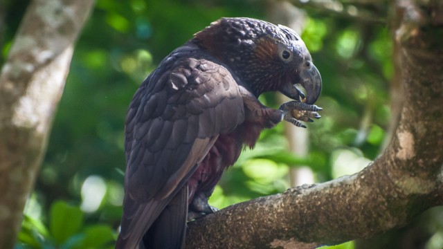 Kākā.