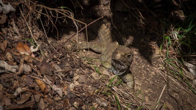 Tuatara.