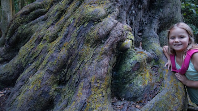 Big trees at the Otari-Wilton's Bush.