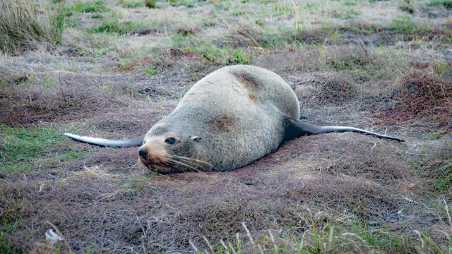 seals were dozing at the water side.