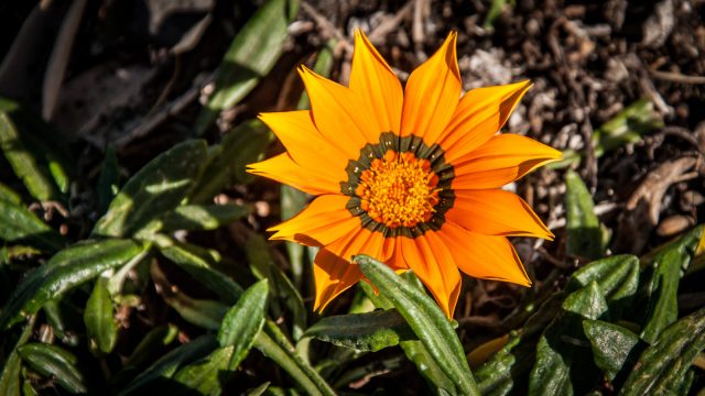 Coastal gazania with golden orange flowers.