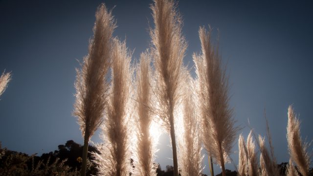 And the pampas grass is a weed :/