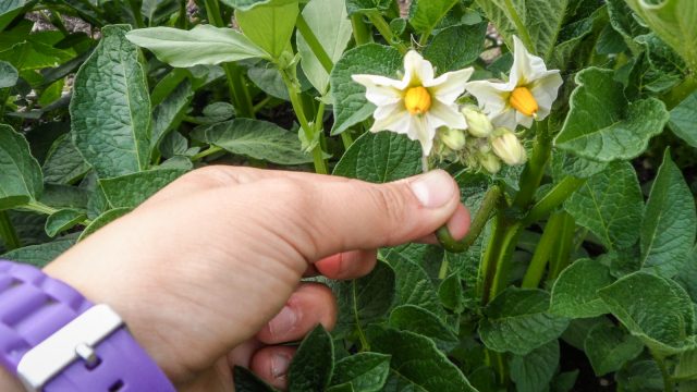 The potatoes flower :)