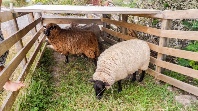 The sheep before they got shorn