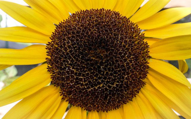 One of our beautiful sunflower heads