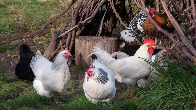 The two fat sussex hens in front