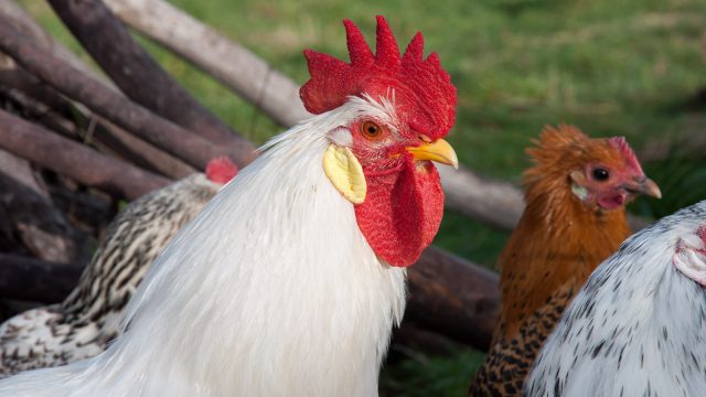 Heinzi, our massive leghorn rooster. Little gizmo fortunately found a new home