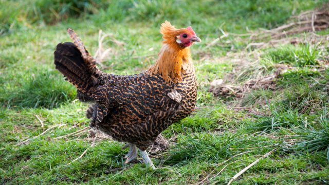 Chick no more II: Our campine hen