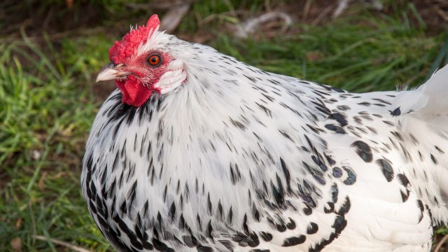 Chick no more: Our silver sprengled hamburg hen