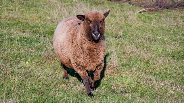 Chocolate sheep (romney)