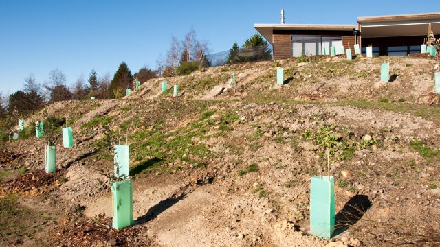 Our newest terraces, turning slowly green