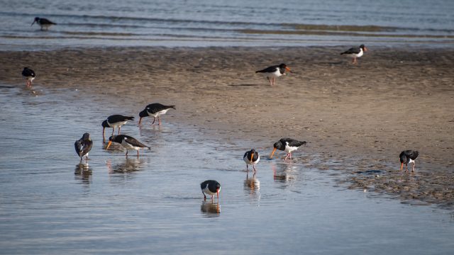 A group of South Island Oystercatchers looking for food 