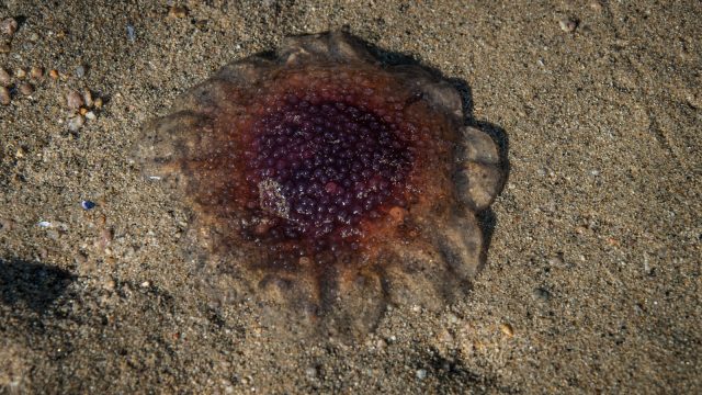 Stranded jellyfish