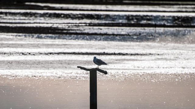 A lonely bird silhouette 