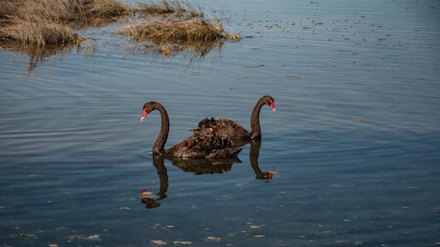 With black swans (and many other birds along the path)