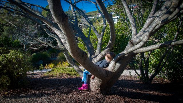 until you reach the old whispering tree, have a nap and dream of cherry blossoms