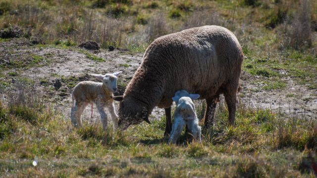 Quick start into life, lick and go!