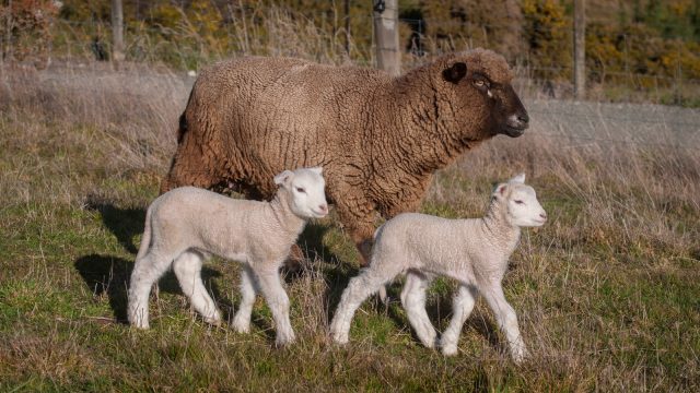 Day 6 - Max and Moritz are developing very well