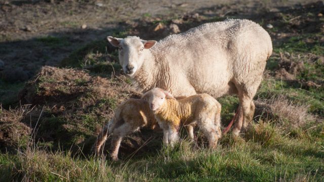 3.9. Yihaa! Snowdrop is a mum, too. A boy and a girl :)