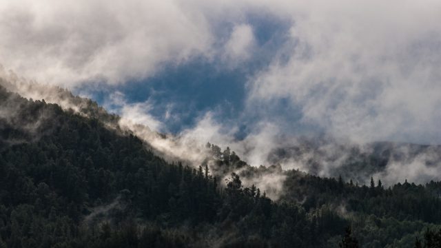 only the mist hanging in the trees while the sun sparingly looks through