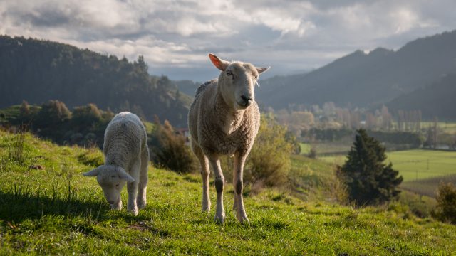 The sheep are happy