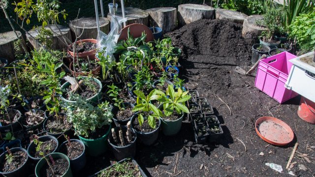 And the hundreds of little pots filled with herbs, natives, fruit shrubs and experiments