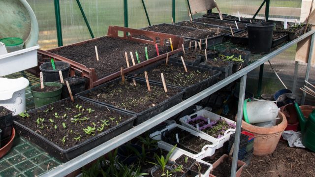 In the glasshouse the nursing is full on, already the third charge of little seedlings that will go out soon