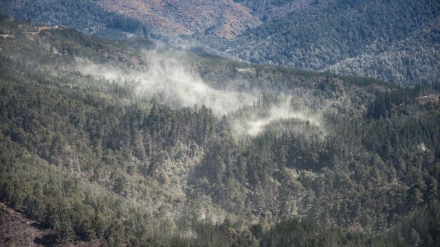 Meantime, on the other side of the valley, the pine pollen clouds are moving over the trees like a giant beeing of its own