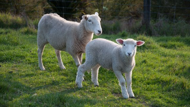 the lambs have grown almost as tall as their mums