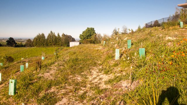 New terraces full of wild flowers