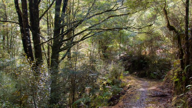 Deep lush forests.