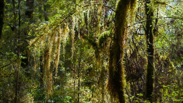 Mossy fairyland trees.