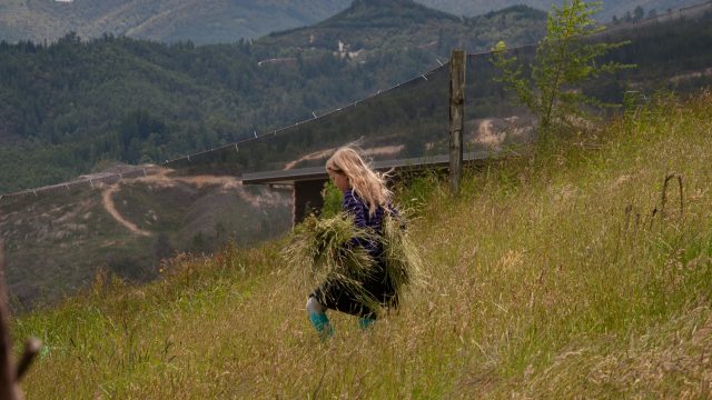 The little blonde one gathering hay to fill the nest boxes.