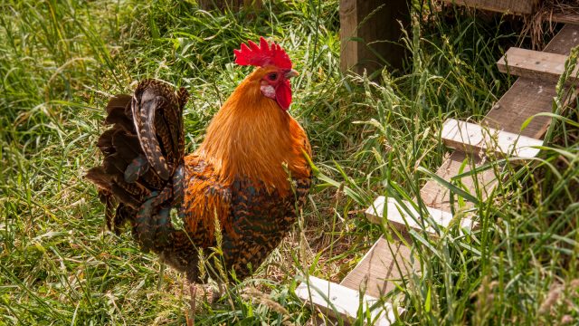 Prince, the father to all of them except Jelly (because that one's a purebred Leghorn).