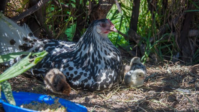 Dotty and her three littles.