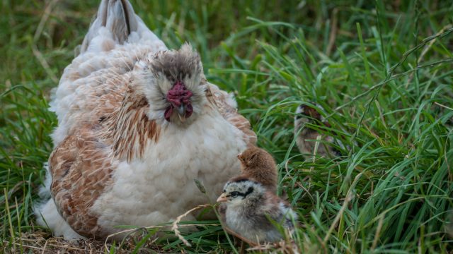 Rainbow with chicks.