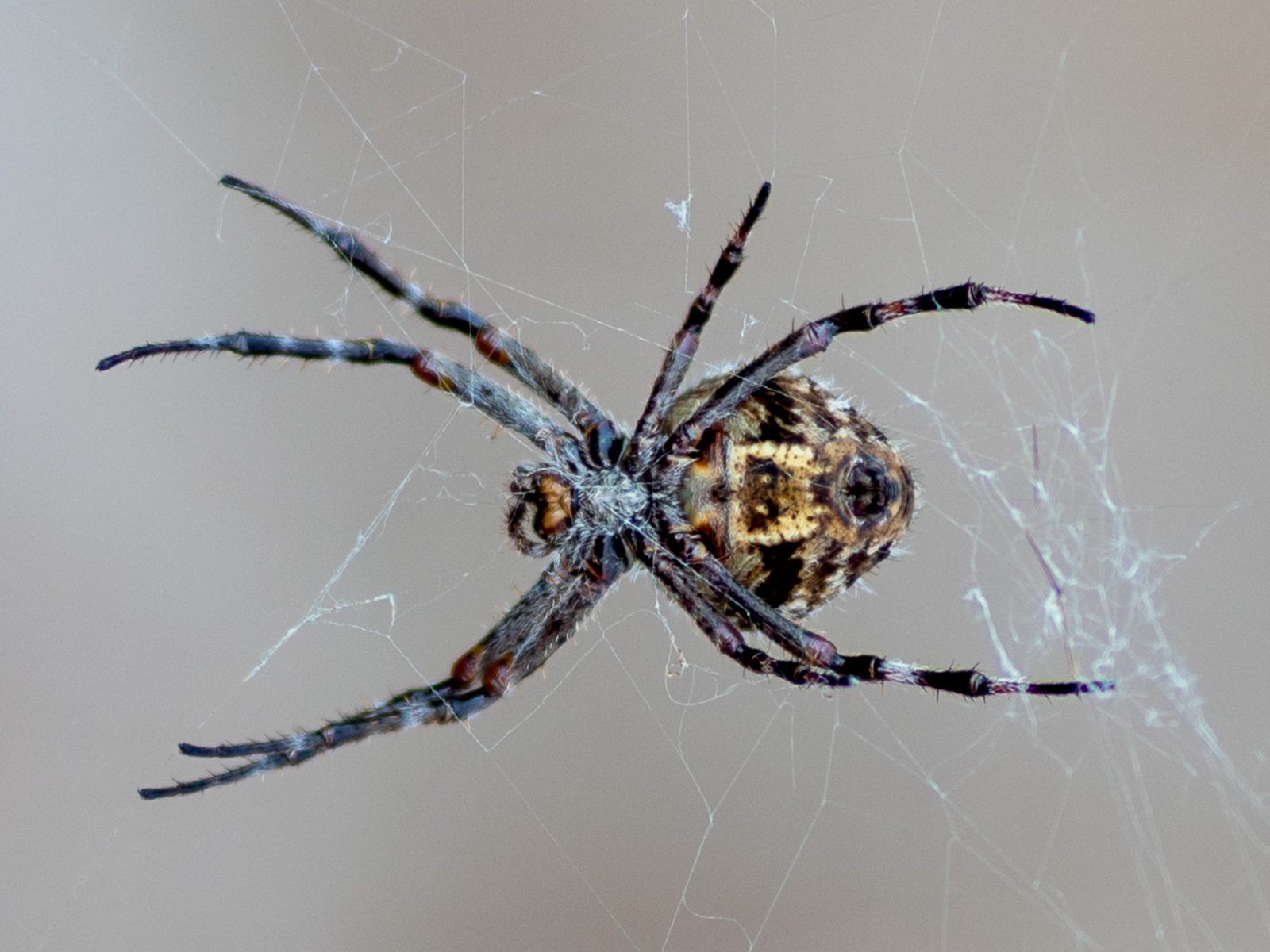 Giant spider Some Austrians in New Zealand